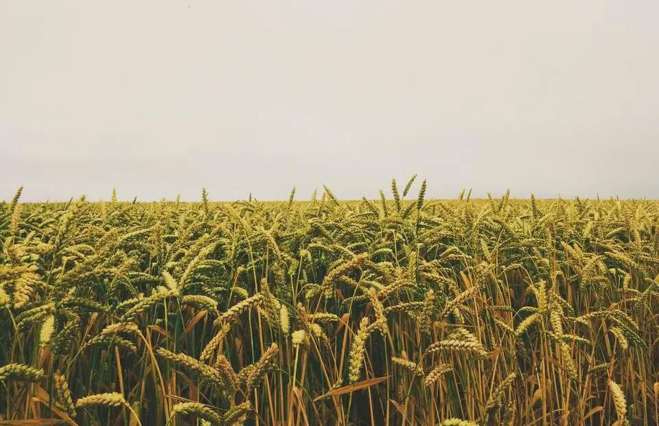 Why IoT Is The Future Of Agriculture